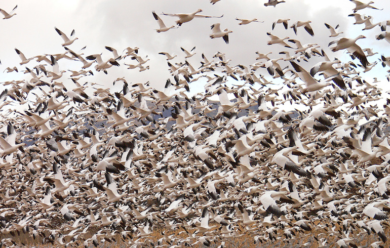It’s Not Over Yet – Late Season Goose Hunting