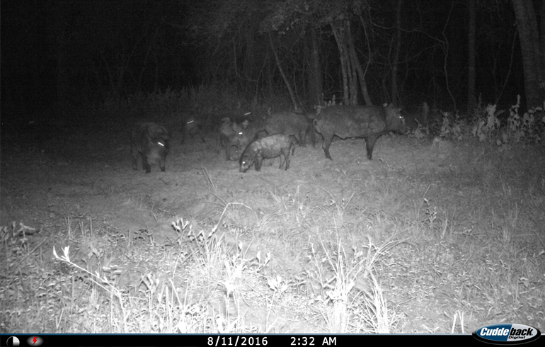 Use Calls to Hunt Hogs