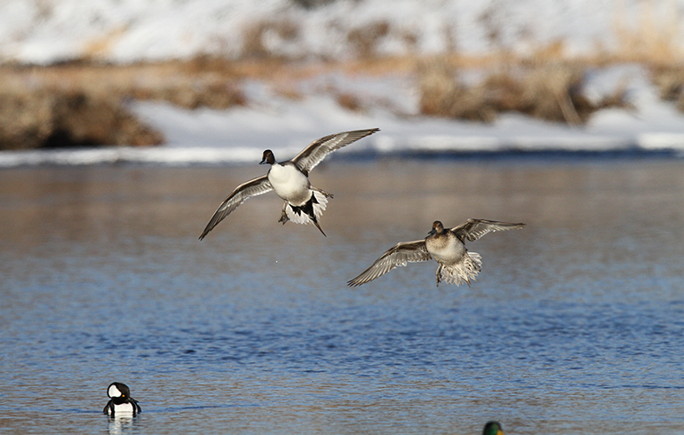 Five Tips for Shooting More Waterfowl