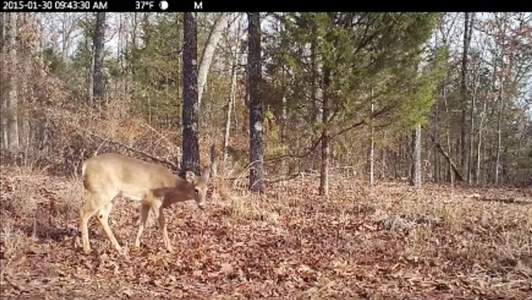 Scent Free Blind Approach by Grant Woods