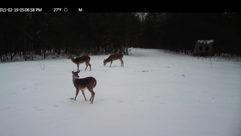 Winter’s Impact On Deer by Grant Woods