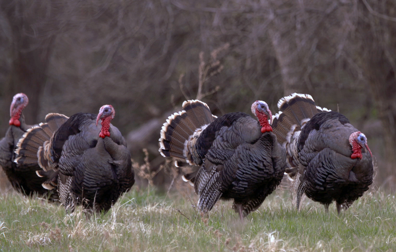 Turkey Hunting When Jakes Are Present