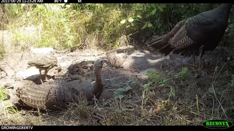 Turkey Poult Survival by Grant Woods