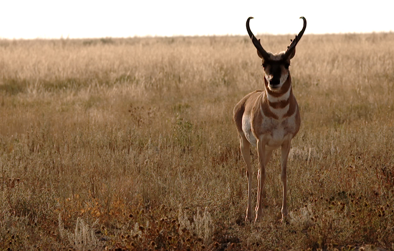 How To Have a More Successful Early Season Antelope Hunt