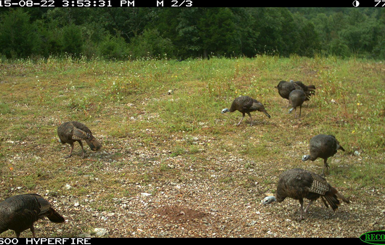 Seed Eaters…Watch Out For Them