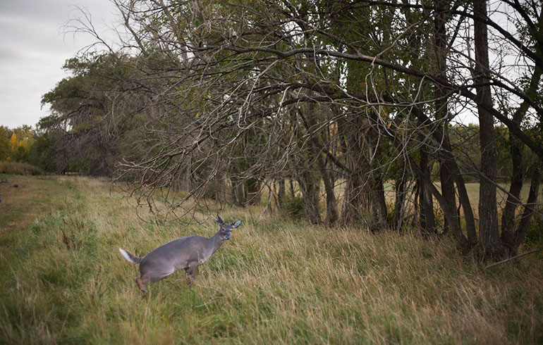 Should You Use A Deer Decoy?