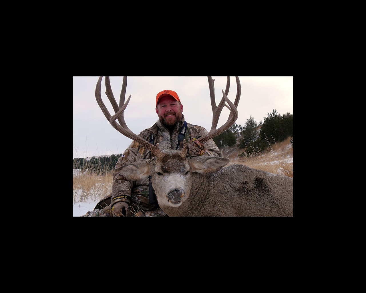 Open Ground Mulies – An American Legend