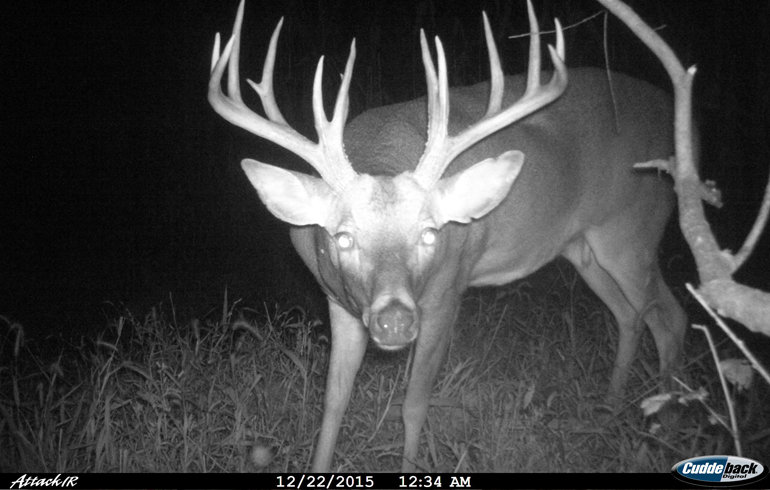 Tips For Late-Season Whitetail Success