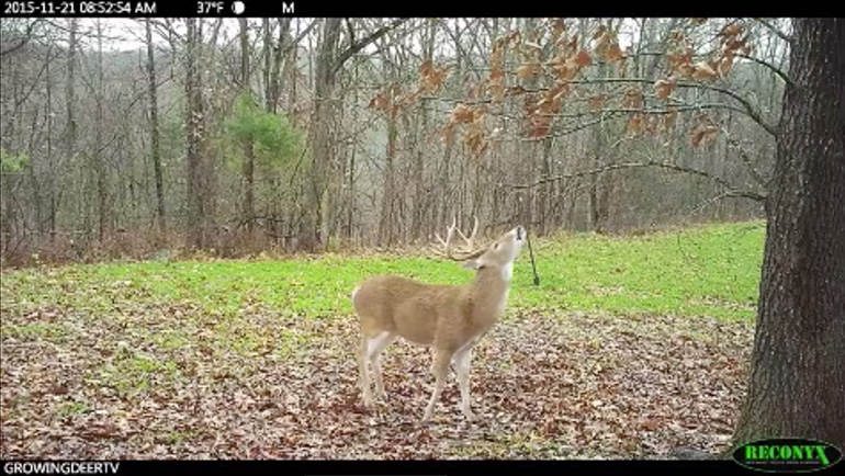 Hunting The Post-Rut: Scrapes Are Key by Grand Woods