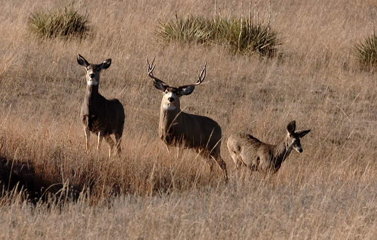 Melissa’s Sandhills Mule Deer Buck