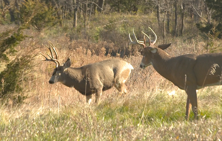 Do Whitetail Decoys Also Work On Mule Deer?