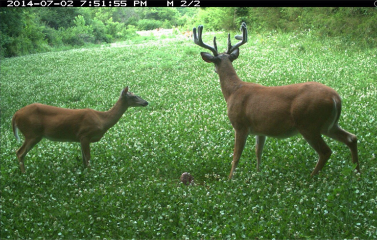 Bucks Experience Huge Weight Loss During The Rut