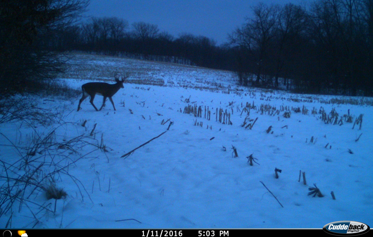 Tips To Monitor And Improve Your Deer Herd In The Late Season