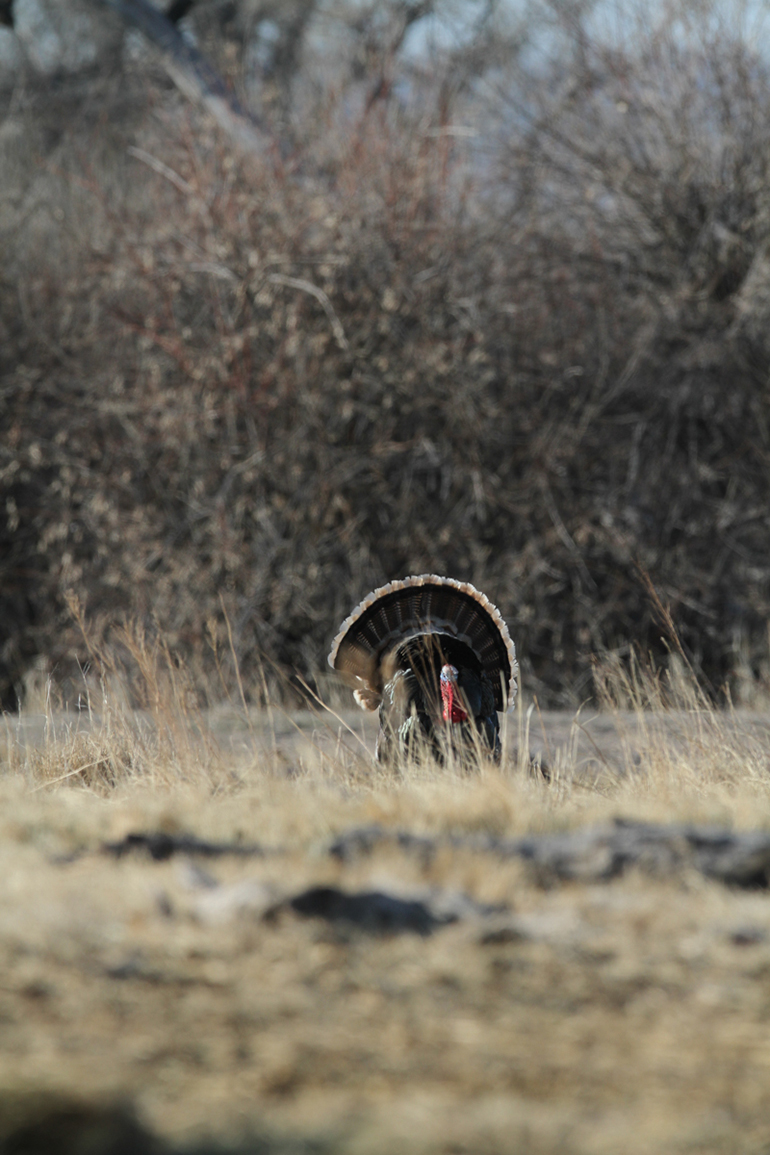 Late Season Toms And The Patience Game