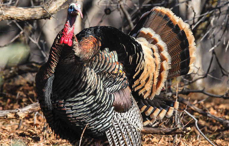 How to Move on a Gobbler