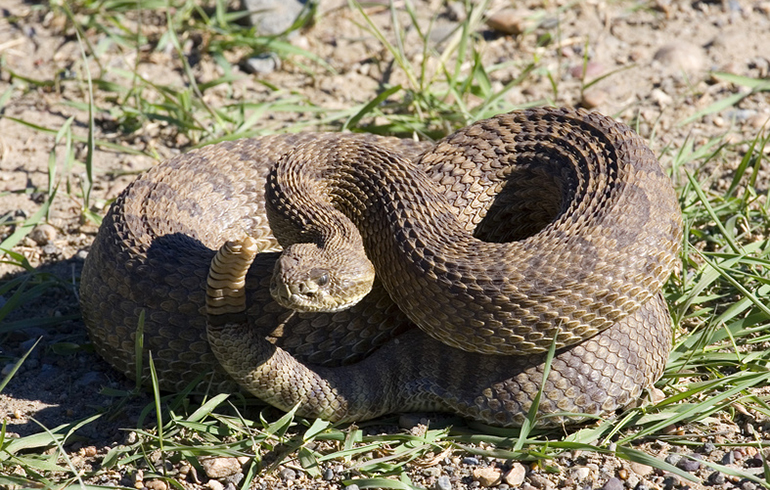 Snakes and Early Season Hunting – Things to Watch Out For