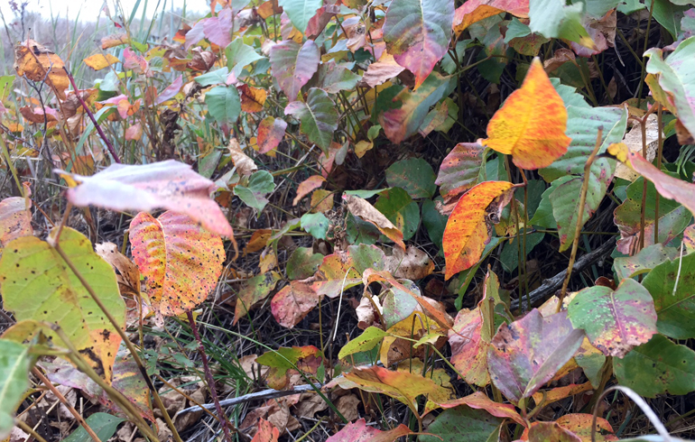 Poison Ivy Prevention – Avoid the Scratch Scratch