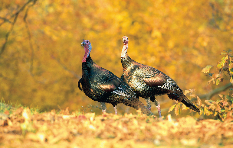 Fall Turkey Hunting – How to Locate Birds