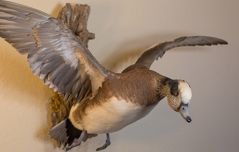 Pre-Taxidermy Tips For Waterfowl
