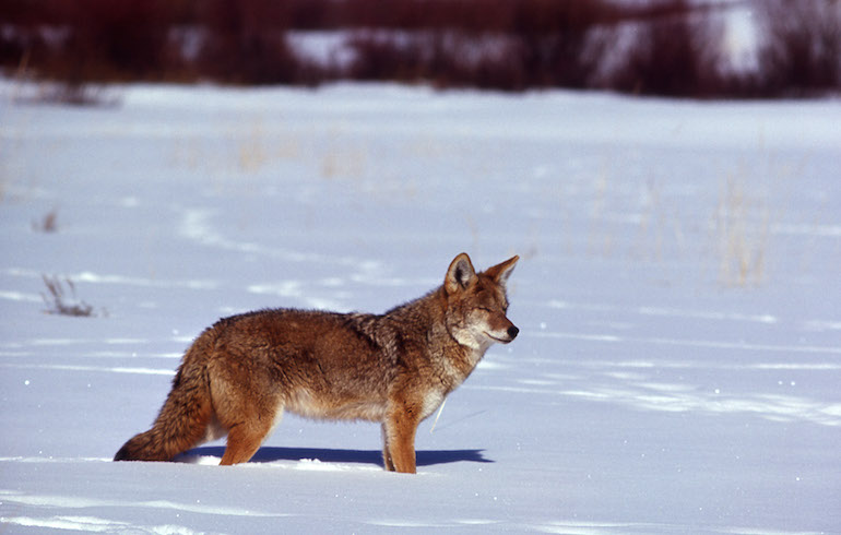 Successful Tips for Winter Coyotes