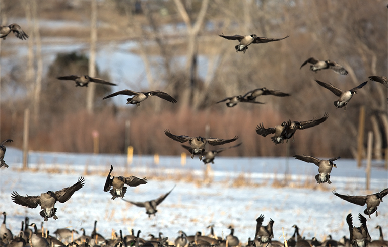 Six Late Season Waterfowl Tips