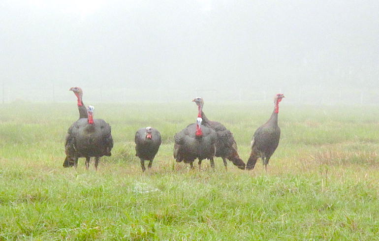 Prepping for Turkey Season – Part 1