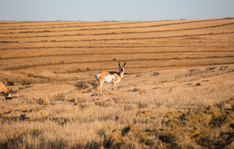 Choosing the Ideal Cartridge for Your Type of Hunting