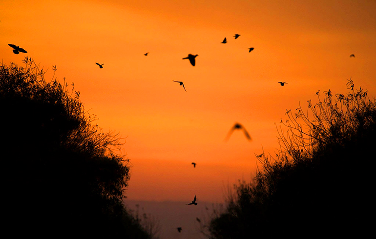 A Dove Primer for the Waterfowl Season