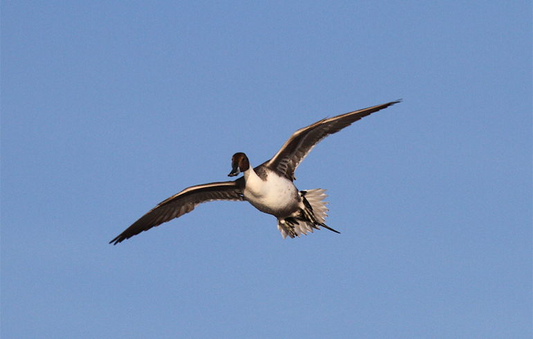 How to Best Prepare for the Late Waterfowl Season