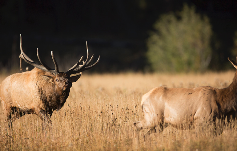 308 Winchester Versus the 300 Winchester Magnum?