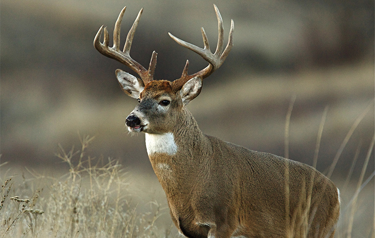 Aging Bucks on the Hoof