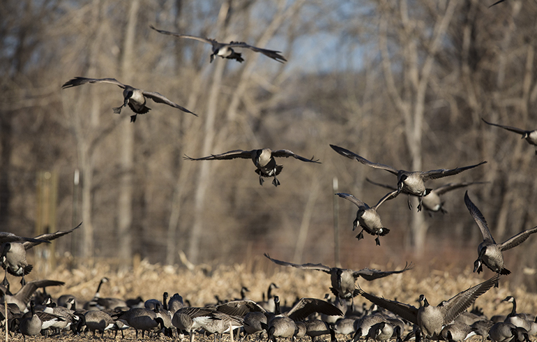 Quick-Hitting Tips for Late Season Waterfowl