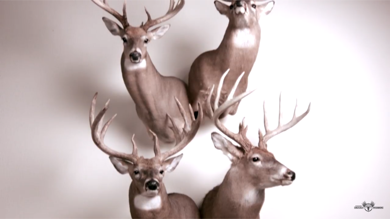 How to Not Run out of Space for Taxidermy