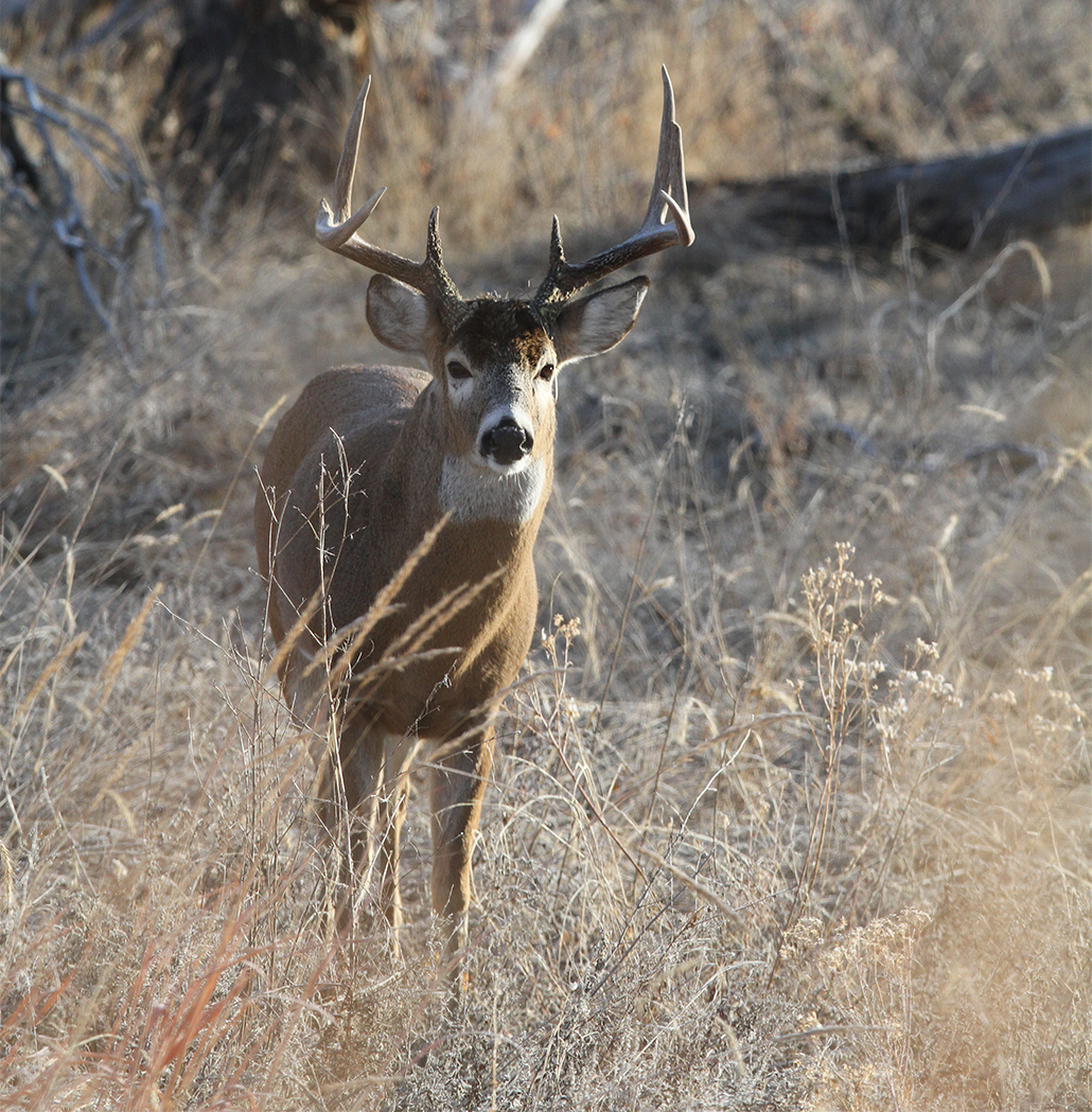 How the Winchester Ballistics Calculator Will Help You This Fall ...