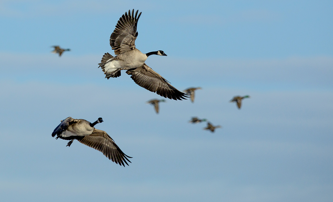 Goose Stew