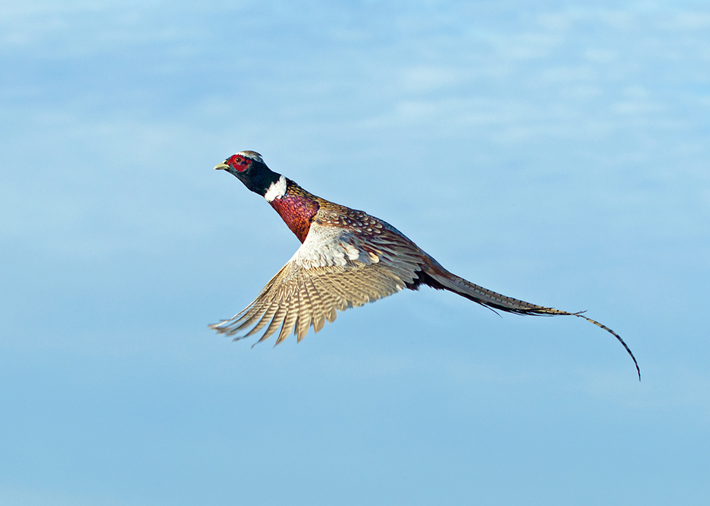 Easy and Delicious Pheasant | Winchester Ammunition