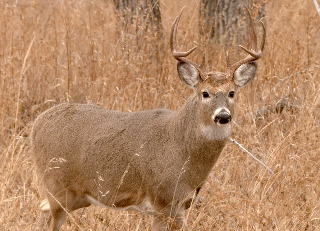 deer rattle