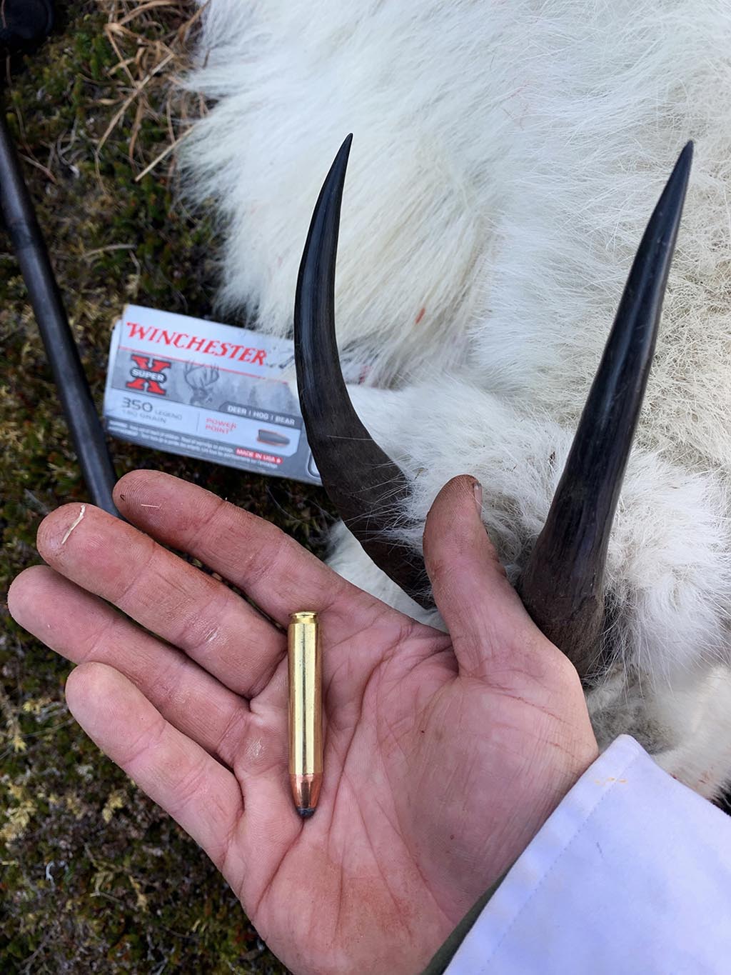 Alaskan Mountain Goat