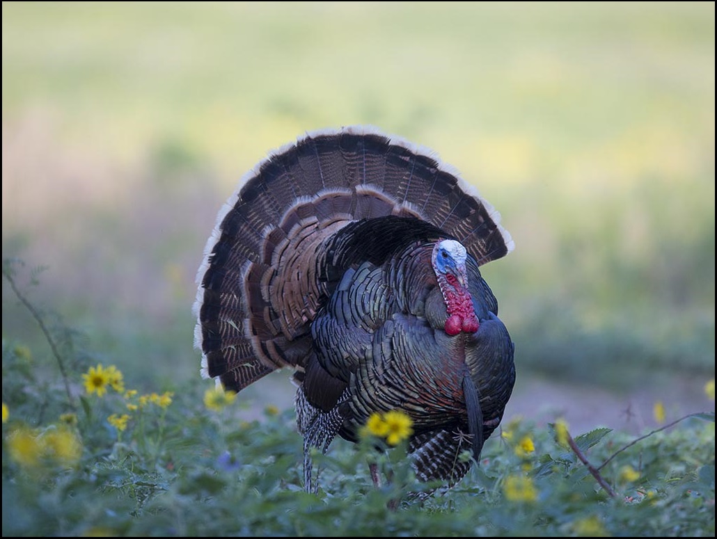 Turkey Prep #101 - Pattern Your Shotgun