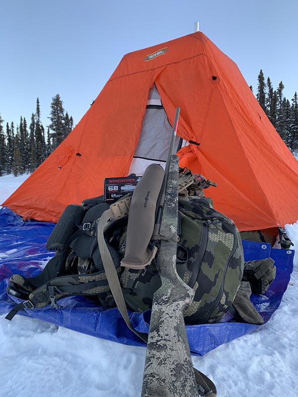 Bison in Alaska