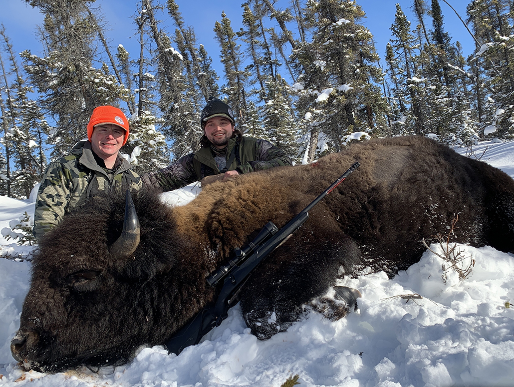 Bison in Alaska - An Adventure of a Lifetime
