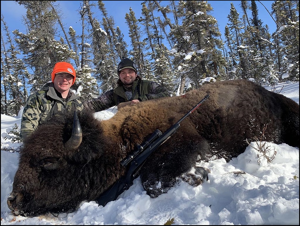 Bison in Alaska - An Adventure of a Lifetime