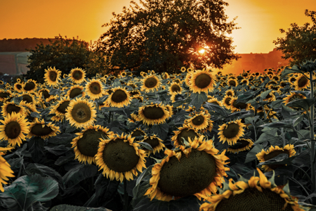 Sunflower field