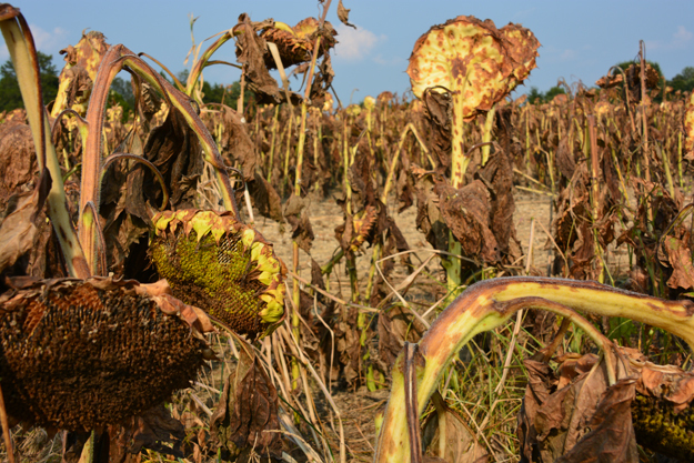 Well managed sunflower field