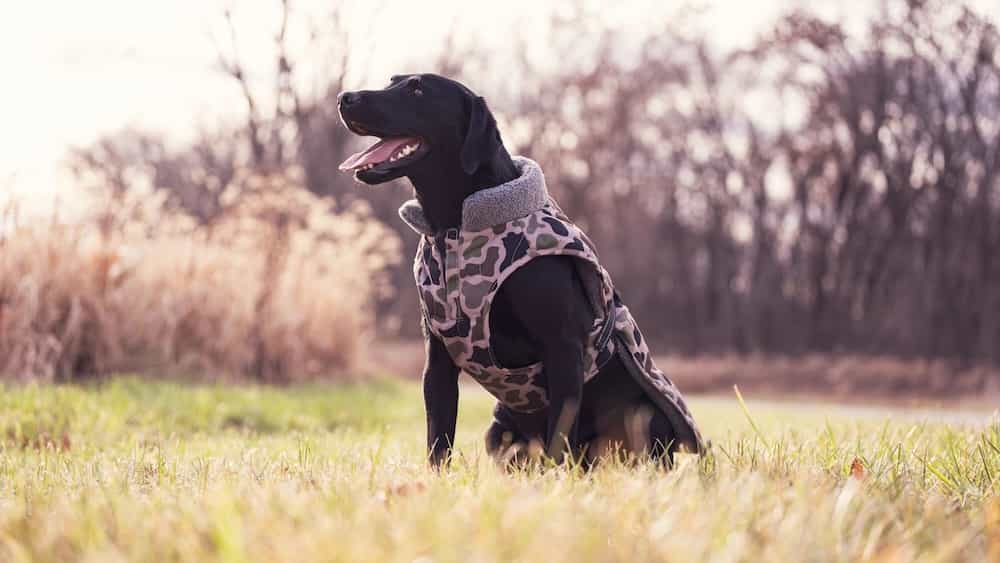 Winchester to Feature Pet Product Line at 2024 NRA Annual Meetings