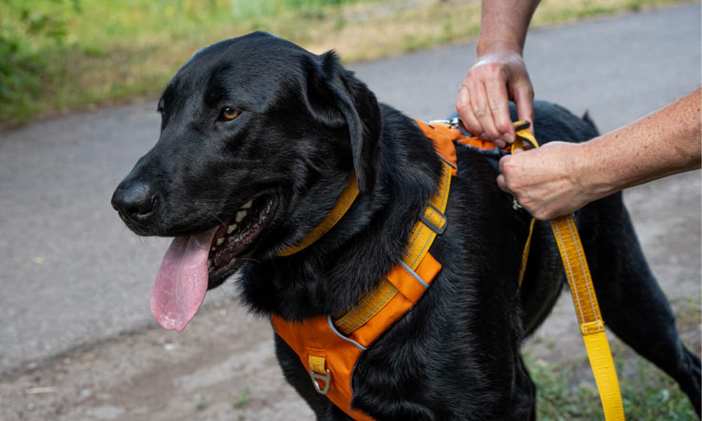 Black Labrador